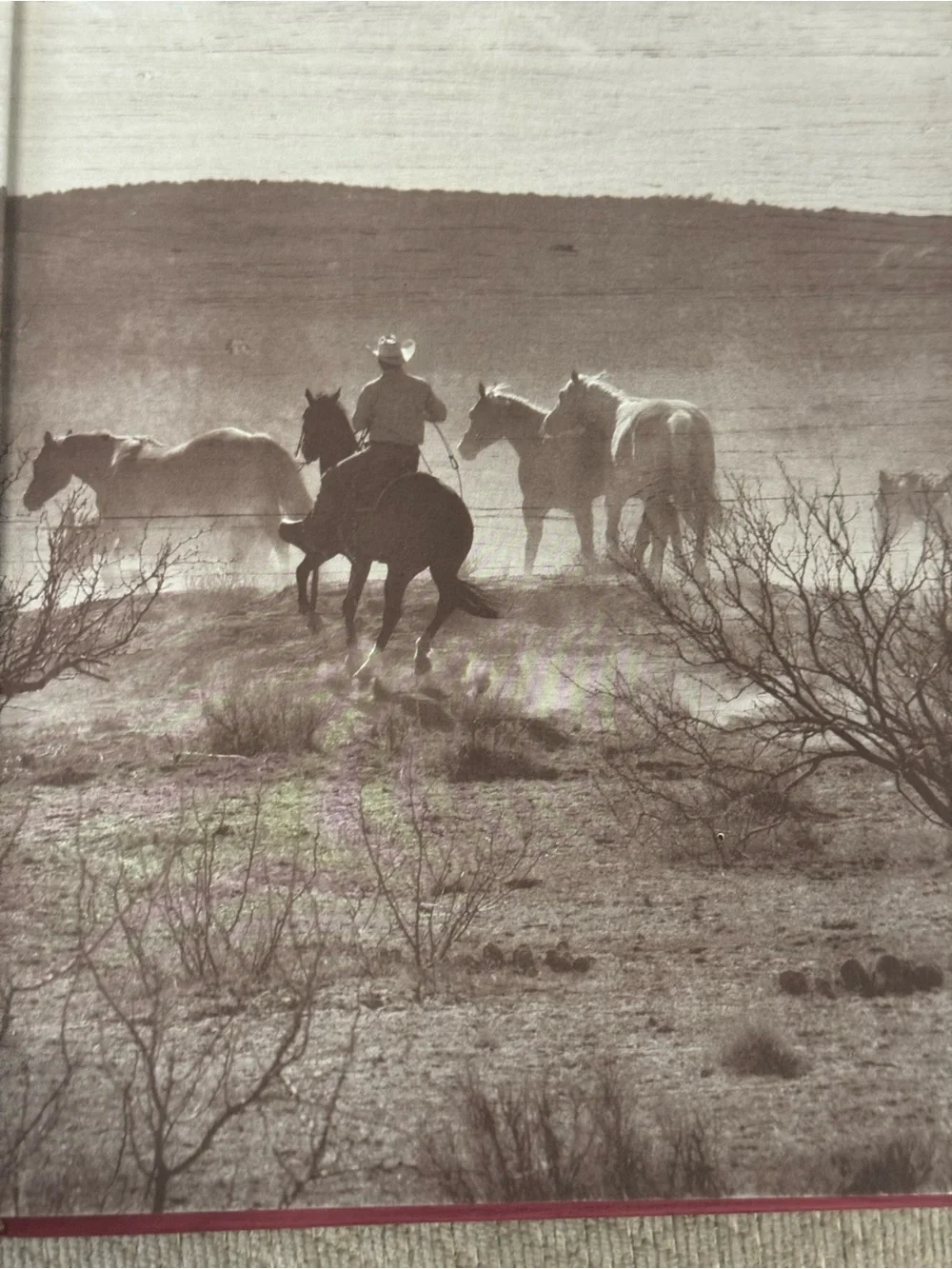A Taste of Cowboy Cookbook Hardback 2015